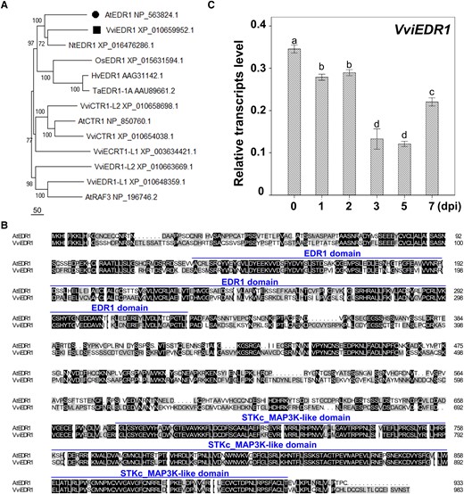 The expression patterns of VviEDR1 post En NAFU1 inoculation. A) Phylogenetic analysis of EDR1 obtained from grapevine (V. vinifera, Vvi), rice (Oryza sativa, Os), tobacco (Nicotiana tabacum, Nt), barley (Hordeum vulgare, Hv), wheat (Triticum aestivum, Ta), and Arabidopsis (Arabidopsis thaliana, At); B) Multiple alignments of amino acid sequences were obtained from AtEDR1 and the putative ortholog VviEDR1; C) Relative transcript levels of VviEDR1 in “Thomson Seedless” mature leavesat 1, 2, 3, 5, 7 post Erysiphe necator NAFU1 inoculation (dpi). Each data point represents the mean ± SD of triple biological replicates. Different letters above the bars indicate the significant differences (P < 0.05), determined by Student's t test.