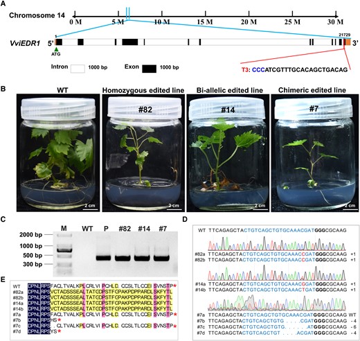 VviEDR1-T3 mutation types detected in the transgenic lines via CRISPR/Cas9-mediated editing. A) The nucleotide positions of VviEDR1-T3 on the chromosome; B) The phenotypes of VviEDR1-T3 edited lines, the images are the same as those in Supplementary Figure S4A; C) Identification of sgRNA sequences in the regenerated plants of VviEDR1-T3, and the amplification in positive lines was expected to give a product of 424 bp, whilst the CRISPR/Cas9 plasmid DNA and the wild type (WT) DNA were used as the positive and negative control, respectively; M, Marker; D) Sequencing chromatograms of the plants with different mutation types inVviEDR1-T3, and the PAM sequences were highlighted in bold, whilst the insertion sites were marked with red, and the deleted bases were indicated by “-”; E) Amino acid sequence alignment between the representative mutant and the WT for the target region of VviEDR1-T3.