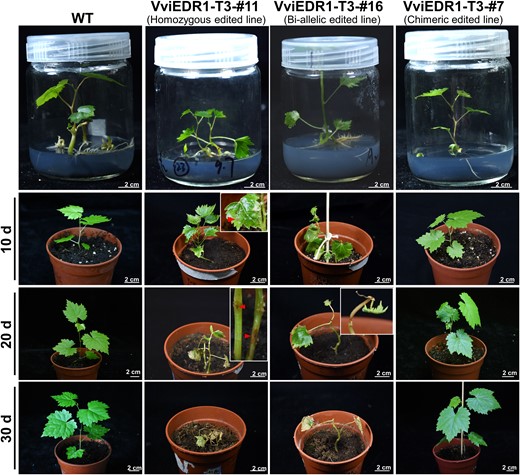 The phenotypes of the different types of VviEDR1-T3 edited lines after transplanting. The VviEDR1-T3 homozygous and bi-allelic edited lines developed visible spontaneous lesions (red arrow indicates) in the stems and leaves after transplanting to the pots; whilst wild type (WT) and VviEDR1-T3 chimeric edited lines grew normally, the image of line #7 in culture vessels is the same as that in Fig. 2B.