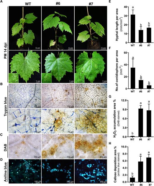 The VviEDR1-T3 chimeric edited lines showed infection-triggered cell death, H2O2 accumulation and callose deposition. A) The wild type (WT) and VviEDR1-chi lines have grown in chamber for 3 months and the leaves showed symptoms at 14 days post-En NAFU1 inoculation (dpi), and the insets showed higher magnification image of powdery mildew (PM) colonies and necrotic lesions on the leaves under the barely visible hypha; B) Representative images showed the trypan blue-stained leaf section of WT and VviEDR1-chi lines #6 and #7 at 14 dpi; C) DAB-stained epidermal cell of the WT and VviEDR1-chi lines at 14 dpi, DAB: diaminobenzidine; D) Representative micrographs showing aniline blue-stained epidermal cells of the WT and VviEDR1-chi lines at 14 dpi; E)–G) Quantification of hyphal length (E), number of conidiophores (F), H2O2 accumulation (G), and callose deposition area (H) on the leaves of chimeric edited lines at 14 dpi. Each data point of all graphs represents the mean ± SD of triple biological replicates. Different letters above the bars indicate the significant differences (P < 0.05), determined by Student's t test.