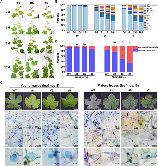 The proportions and types of mutated VviEDR1 increased with the leaves development, resulting in strong powdery mildew resistance in the mature leaves of VviEDR1-chi lines. A) The leaf development process of VviEDR1-chi lines, the stars indicated the morphology of the same leaf at the 0th, 6th, 13th, and 20th day of recording; B) The proportions and types of mutated VviEDR1 changed with the leaves development of VviEDR1-chi lines; C) Representative images showed the trypan blue-stained of young (leaf nos. 5) and mature (leaf nos. 10) leaves of WT and VviEDR1-chi lines, which were infected by the powdery mildew naturally occurred in greenhouse, the yellow arrow points to the normal haustoria of powdery mildew, and the red arrow points to the abnormal haustoria; D) The proportion of normal haustoria and abnormal haustoria in the leaves of WT and VviEDR1-chi lines. Each data point represents the mean ± SD of five biological replicates, asterisks indicate significant differences in comparison with the WT as determined by Student's t-test (*P < 0.05), NA indicate no significant differences (P > 0.05) in comparison with the WT.