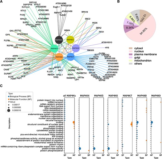 AP-MS analysis of the MAP4K protein interaction network. A) Visualization of the MAP4Ks interactome derived from AP-MS data. B) Cellular localization of MAP4K interactors based on Arabidopsis protein subcellular location data from SUBA5. C) GO enrichment of MAP4K interactors in biological process and molecular function.