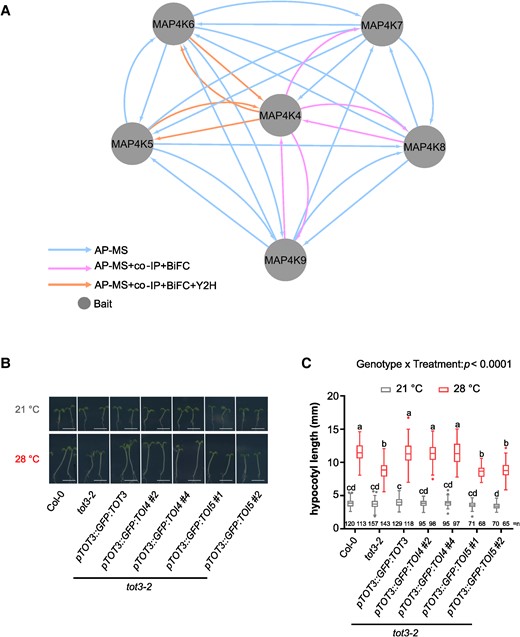 Arabidopsis MAP4Ks form heterodimers. A) MAP4K(4-9) heterodimer interactions. Integrated node and edge attributes are shown next to the network. Hypocotyl length for indicated lines at 21 and 28 °C in short-day conditions. Representative pictures B) and hypocotyl length quantification C). Scale bar, 5 mm. Box plots show median with Tukey-based whiskers and outliers. Center line, median; box limits, upper and lower quartiles; Tukey whiskers (the 75th percentile plus 1.5× interquartile range, the 25th percentile minus 1.5× interquartile range, the interquartile range is the difference between the 25th and 75th percentiles); points, outliers. The number of individually measured seedlings (n) from 4 independent replicate experiments is indicated above the x-axis. Letters indicate significant differences based on 2-way ANOVA and Tukey's test (P < 0.01) (C). P-value is shown at the top.