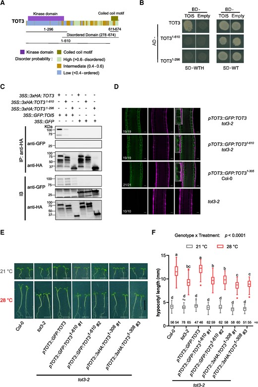 The C-terminal half and coiled coil domain are essential for TOT3 functions. A) Schematic of TOT3 protein domains and motifs. B) Y2H assay between TOT3 lacking the C-terminus (1-296) and the coiled coil motif (1-610) and TOI5. The experiment was done in 3 replicates with same results. C) Co-IP between TOT3 lacking the C-terminus (1-296) and the coiled coil motif (1-610) and TOI5. The experiment was done in 2 replicates with similar results. D) Localization of TOT3 and TOT3 lacking the C-terminus (1-296) or the coiled coil motif (1-610) fused to GFP in the primary root meristem and transition zone. The inset shows TOT3 localization in 2 cells. The numbers indicate the number of seedlings corresponding to the representative localization out of total number of seedlings analyzed. Scale bar, 20 µm. Green, GFP; magenta, propidium iodide. Representative pictures E) and hypocotyl length quantification for truncated TOT3 constructs in tot3-2 at 21 and 28 °C in short-day conditions F). Scale bar, 5 mm. Box plots show median with Tukey-based whiskers and outliers. Center line, median; box limits, upper and lower quartiles; Tukey whiskers (1.5× interquartile range, the 25th percentile minus 1.5× interquartile range, the interquartile range is the difference between the 25th and 75th percentiles); points, outliers. The number of individually measured seedlings (n) from 2 independent replicate experiments is indicated above the x-axis. Letters indicate significant differences based on 2-way ANOVA and Tukey's test (P < 0.01) F). P-value is shown at the top. -WT, without Leu and Trp; -WTH, without Leu, Trp and His; IP, immunoprecipitation; IB, immunoblot.