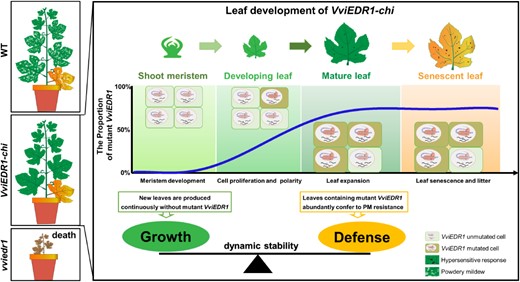 Schematic model depicting how VviEDR1-chi lines enhance resistance to powdery mildew without compromising growth (Figure 8 of Yu et al. 2024). The VviEDR1-chi lines express both the wild-type VviEDR1 and mutant Vviedr1 alleles as chimera (VviEDR1-chi), ensuring the dynamic stability of the VviEDR1 mutation. Almost no VviEDR1 mutation is detected in the apical meristem, allowing cells of the shoot apical meristem to divide and differentiate normally for plant growth. As leaves mature, the VviEDR1 mutation ratio increases, resulting in abundant accumulation of mutation in mature leaves and conferring resistance against powdery mildew.