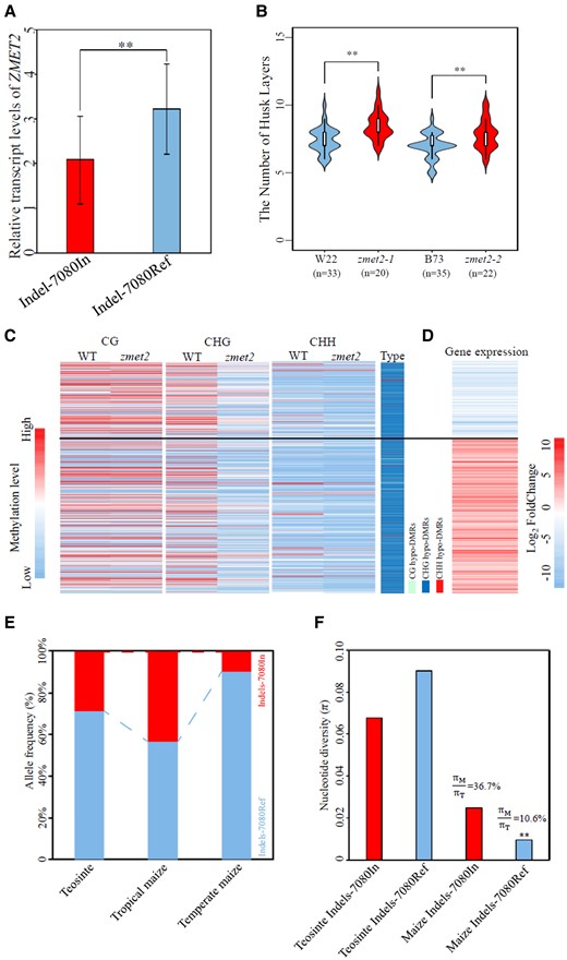 The 10-bp insertion in the 3′ UTR of ZMET2 regulates its transcript level. ZMET2 controls the husk layer in maize through regulating genome methylation, and the 10-bp insertion in its 3′ UTR is selected during the domestication from teosinte to maize. A) The relative transcript levels of ZMET2 in maize inbred lines having the 10-bp insertion in the 3′UTR (Indel-7080In) and lines without the 10-bp insertion (Indel-7080Ref). B) The number of husk layers in zmet mutants (zmet2-1 and zmet2-2) and their corresponding genetic backgrounds (W22 and B73, respectively). C) The differential methylation levels of genes in wild-type maize and the zmet2 mutant. D) The differential expression of genes having differential methylation levels. E) The frequency of ZMET2 alleles with the 10-bp insertion (Indels-7080In) and those without the insertion (Indels-7080Ref). F) Nucleotide diversity analysis of the region surrounding the 10-bp Indel in teosinte and maize. This figure is modified from Wang et al. 2024 (Wang et al. 2024).