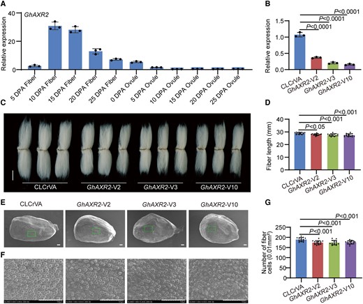 Positive regulation of cotton fiber cell initiation and elongation by GhAXR2. A) Relative expression level of GhAXR2 in cotton fibers and ovules at different developmental stages. DPA, day postanthesis. Error bars represent ±Sd (n = 3). B) Relative expression level of GhAXR2 in 10 DPA fibers from GhAXR2-VIGS plants. Error bars represent ±Sd (n = 3). GhAXR2-V, GhAXR2-VIGS cotton plants. CLCrVA, cotton plants transformed with CLCrVA plasmids (control). The P values were calculated using an unpaired 2-tailed Student’s t test. C) Phenotypes of mature fibers from GhAXR2-VIGS plants. Images were digitally extracted for comparison. Scale bar = 10 mm. D) Statistical analysis of fiber length in C). Error bars represent ±Sd (n = 15). Statistical significance was analyzed by 1-way ANOVA followed by Duncan's multiple comparison test (P < 0.05 or P < 0.001). E) Phenotypes of initiating fibers with full scanned from 0 DPA ovules of GhAXR2-VIGS cotton plants. Scale bar = 100 μm. F) Phenotypes of initiating fibers with specific location from 0 DPA ovules of GhAXR2-VIGS cotton plants. Scale bar = 100 μm. G) Statistical analysis of the number of initiating fibers in F). Error bars represent ±Sd (n = 15). Statistical significance was analyzed by 1-way ANOVA followed by Duncan's multiple comparison test (P < 0.001).