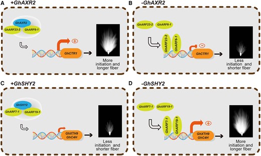 Schematic diagram illustrating the mechanistic framework of GhAXR2 and GhSHY2 signaling in the regulation of cotton fiber cell growth. When GhAXR2 is present, it binds to the promoter of 2 transcription repressors, GhARF23-2 and GhARF6-1, to remove GhARF23-2- and GhARF6-1-mediated transcription inhibition of GhCTR1 to promote cotton fiber initiation and elongation (A). When GhAXR2 is absent, GhARF23-2 and GhARF6-1 bind to promoter of GhCTR1 to repress its transcription, which leads to less fiber initiation and shorter fiber cells (B). When GhSHY2 is present, it binds to the promoter of 2 transcription activators, GhARF7-1 and GhARF19-1, to remove GhARF7-1- and GhARF19-1-mediated transcription activation of GhXTH9 and GhC4H, which further leads to less fiber initiation and shorter fiber cells (C). When GhSHY2 is absent, GhARF7-1 and GhARF19-1 bind to promoters of GhXTH9 and GhC4H to activate the transcription of these 2 target genes, which further results in increased fiber initiation and longer cotton fibers (D). Plus (+) sign in the circle stands for promoting gene transcription, plus (-) sign in the circle stands for inhibiting gene transcription.