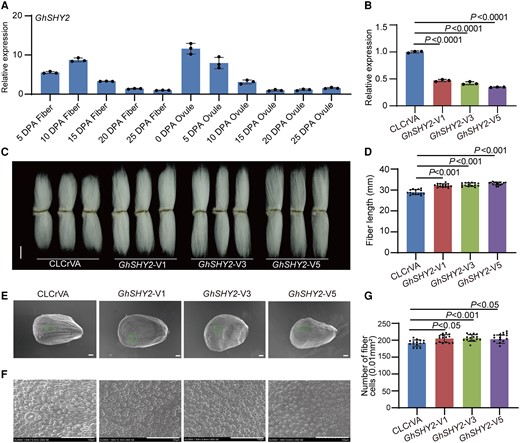Negative regulation of cotton fiber cell initiation and elongation by GhSHY2. A) Relative expression level of GhSHY2 in cotton fibers and ovules at different developmental stages. DPA, day postanthesis. Error bars represent ±Sd (n = 3). B) Relative expression level of GhSHY2 in 10 DPA fibers from GhSHY2-VIGS plants. Error bars represent ±Sd (n = 3). GhSHY2-V, GhSHY2-VIGS cotton plants. CLCrVA, cotton plants transformed with CLCrVA plasmids (control). The P values were calculated using an unpaired 2-tailed Student’s t test. C) Phenotypes of mature fibers from GhSHY2-VIGS plants. Images were digitally extracted for comparison. Scale bar = 10 mm. D) Statistical analysis of fiber length in C). Error bars represent ±Sd (n = 15). Statistical significance was analyzed by 1-way ANOVA followed by Duncan's multiple comparison test (P < 0.001). E) Phenotypes of initiating fibers with full scanned from 0 DPA ovules of GhSHY2-VIGS cotton plants. Scale bar = 100 μm. F) Phenotypes of initiating fibers with specific location from 0 DPA ovules of GhSHY2-VIGS cotton plants. Scale bar = 100 μm. G) Statistical analysis of the number of initiating fibers in F). Error bars represent ±Sd (n = 15). Statistical significance was analyzed by 1-way ANOVA followed by Duncan's multiple comparison test (P < 0.05 or P < 0.001).