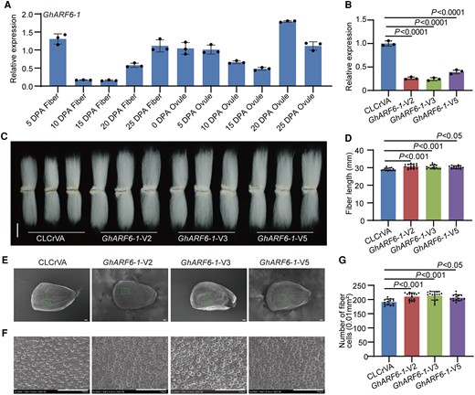 Negative regulation of cotton fiber cell initiation and elongation by GhARF6-1. A) Relative expression level of GhARF6-1 in cotton fibers and ovules at different developmental stages. DPA, days postanthesis. Error bars represent ±Sd (n = 3). B) Relative expression level of GhARF6-1 in 10 DPA fibers from GhARF6-1-VIGS plants. Error bars represent ±Sd (n = 3). GhARF6-1-V, GhARF6-1-VIGS cotton plants. CLCrVA, cotton plants transformed with CLCrVA plasmids (control). The P values were calculated using unpaired 2-tailed Student’s t test. C) Phenotypes of mature fibers from GhARF6-1-VIGS plants. Scale bar = 10 mm. D) Statistical analysis of fiber length in C). Error bars represent ±Sd (n = 15). Statistical significance was analyzed by 1-way ANOVA followed by Duncan's multiple comparison test (P < 0.05 or P < 0.001). E) Phenotypes of initiating fibers with full scanned from 0 DPA ovules of GhARF6-1-VIGS cotton plants. Scale bar = 100 μm. F) Phenotypes of initiating fibers with specific location from 0 DPA ovules of GhARF6-1-VIGS cotton plants. Scale bar = 100 μm. G) Statistical analysis of the number of initiating fibers in F). Error bars represent ±Sd (n = 15). Statistical significance was analyzed by 1-way ANOVA followed by Duncan's multiple comparison test (P < 0.05 or P < 0.001).