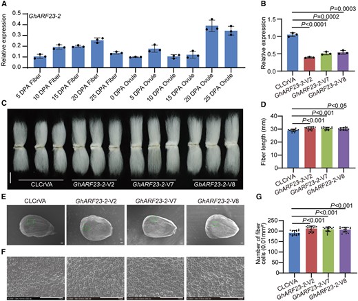 Negative regulation of cotton fiber cell initiation and elongation by GhARF23-2. A) Relative expression level of GhARF23-2 in cotton fibers and ovules at different developmental stages. DPA, days postanthesis. Error bars represent ±Sd (n = 3). B) Relative expression level of GhARF23-2 in 10 DPA fibers from GhARF23-2-VIGS plants. Error bars represent ±Sd (n = 3). GhARF23-2-V, GhARF23-2-VIGS cotton plants. CLCrVA, cotton plants transformed with CLCrVA plasmids (control). The P values were calculated using an unpaired 2-tailed Student’s t test. C) Phenotypes of mature fibers from GhARF23-2-VIGS plants. Scale bar = 10 mm. D) Statistical analysis of fiber length in C). Error bars represent ±Sd (n = 15). Statistical significance was analyzed by 1-way ANOVA followed by Duncan's multiple comparison test (P < 0.05 or P < 0.001). E) Phenotypes of initiating fibers with full scanned and specific location from 0 DPA ovules of GhARF23-2-VIGS cotton plants. Scale bar = 100 μm. F) Phenotypes of initiating fibers with specific location from 0 DPA ovules of GhARF23-2-VIGS cotton plants. Scale bar = 100 μm. G) Statistical analysis of the number of initiating fibers in F). Error bars represent ±Sd (n = 15). Statistical significance was analyzed by 1-way ANOVA followed by Duncan's multiple comparison test (P < 0.001).