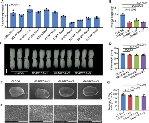 Positive regulation of cotton fiber cell initiation and elongation by GhARF7-1. A) Relative expression level of GhARF7-1 in cotton fibers and ovules at different developmental stages. DPA, days postanthesis. Error bars represent ±Sd (n = 3). B) Relative expression level of GhARF7-1 in 10 DPA fibers from GhARF7-1-VIGS plants. Error bars represent ±Sd (n = 3). GhARF7-1-V, GhARF7-1-VIGS cotton plants. CLCrVA, cotton plants transformed with CLCrVA plasmids (control). The P values were calculated using an unpaired 2-tailed Student’s t test. C) Phenotypes of mature fibers from GhARF7-1-VIGS plants. Images were digitally extracted for comparison. Scale bar = 10 mm. D) Statistical analysis of fiber length in C). Error bars represent ±Sd (n = 15). Statistical significance was analyzed by 1-way ANOVA followed by Duncan's multiple comparison test (P < 0.05 or P < 0.001). E) Phenotypes of initiating fibers with full scanned and specific location from 0 DPA ovules of GhARF7-1-VIGS cotton plants. Scale bar = 100 μm. F) Phenotypes of initiating fibers with specific location from 0 DPA ovules of GhARF7-1-VIGS cotton plants. Scale bar = 100 μm. G) Statistical analysis of the number of initiating fibers in F). Error bars represent ±Sd (n = 15). Statistical significance was analyzed by 1-way ANOVA followed by Duncan's multiple comparison test (P < 0.001).