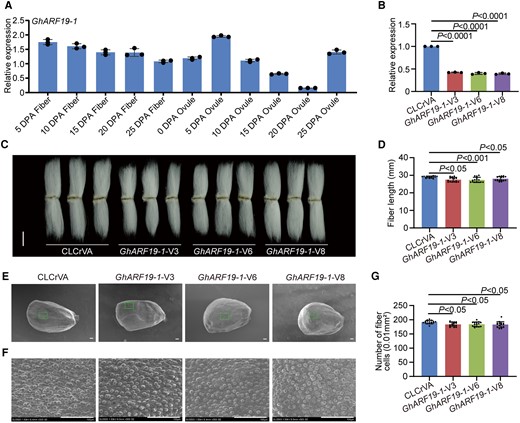 Positive regulation of cotton fiber cell initiation and elongation by GhARF19-1. A) Relative expression level of GhARF19-1 in cotton fibers and ovules at different developmental stages. DPA, days postanthesis. Error bars represent ±Sd (n = 3). B) Relative expression level of GhARF19-1 in 10 DPA fibers from GhARF19-1-VIGS plants. Error bars represent ±Sd (n = 3). GhARF19-1-V, GhARF19-1-VIGS cotton plants. CLCrVA, cotton plants transformed with CLCrVA plasmids (control). The P values were calculated using an unpaired 2-tailed Student’s t test. C) Phenotypes of mature fibers from GhARF19-1-VIGS plants. Images were digitally extracted for comparison. Scale bar = 10 mm. D) Statistical analysis of fiber length in C). Error bars represent ±Sd (n = 15). Statistical significance was analyzed by 1-way ANOVA followed by Duncan's multiple comparison test (P < 0.05 or P < 0.001). E) Phenotypes of the number of initiating fibers with full scanned from 0 DPA ovules of GhARF19-1-VIGS cotton plants. Scale bar = 100 μm. F) Phenotypes of the number of initiating fibers with specific location from 0 DPA ovules of GhARF19-1-VIGS cotton plants. Scale bar = 100 μm. G) Statistical analysis of the number of initiating fibers in F). Error bars represent ±Sd (n = 15). Statistical significance was analyzed by 1-way ANOVA followed by Duncan's multiple comparison test (P < 0.05).