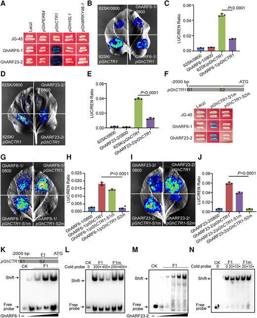 GhCTR1 is a downstream target of GhARF6-1 and GhARF23-2. A) Y1H assay showing that GhARF6-1 and GhARF23-2 directly bind to the promoter of GhCTR1. JG-45, empty pJG-45 vector without inserted protein; Laczi, empty pLaczi vector without inserted promoter. B)N. benthamiana transient expression assay showing the binding of GhARF6-1 to GhCTR1 promoter. C) Quantification of LUC activity in B). The expression of REN is used as an internal control. Mean values ± Sd (n = 3) are shown. The expression of REN was used as internal control. LUC, luciferase; REN, renilla. The P values were calculated using an unpaired 2-tailed Student’s t test. D)N. benthamiana transient expression assay showing the binding of GhARF23-2 to GhCTR1 promoter. E) Quantification of LUC activity in D). The expression of REN is used as an internal control. Mean values ± Sd (n = 3) are shown. The expression of REN was used as internal control. LUC, luciferase; REN, renilla. The P values were calculated using an unpaired 2-tailed Student’s t test. F) Y1H assay showing that GhARF6-1 and GhARF23-2 directly bind to the second ARF-binding site (S2) in the promoter of GhCTR1. JG-45, empty pJG-45 vector without inserted protein; Laczi, empty pLaczi vector without inserted promoter. S1 and S2 are predicted ARF-binding sites. m, mutant. G)N. benthamiana transient expression assay showing the binding of GhARF6-1 to the S2 binding site in the promoters of GhCTR1. H) Quantification of LUC activity in G). The expression of REN is used as an internal control. Mean values ± Sd (n = 3) are shown. The expression of REN was used as internal control. LUC, luciferase; REN, renilla. The P values were calculated using an unpaired 2-tailed Student’s t test. I)N. benthamiana transient expression assay showing the binding of GhARF23-2 to the S2 binding site in the promoters of GhCTR1. J) Quantification of LUC activity in I). The expression of REN is used as an internal control. LUC, luciferase; REN, renilla. Mean values ± Sd (n = 3) are shown. The expression of REN was used as internal control. The P values were calculated using an unpaired 2-tailed Student’s t test. K) and M) EMSA showing that GhARF6-1 (K) and GhARF23-2 (M) directly bind to the F1 fragment of the GhCTR1 promoter. CK, control. L) and N) Competitive EMSA using a biotin-labeled F1 fragment of the GhCTR1 incubated with GhARF6-1 (L) and GhARF23-2 (N), competing with different concentrations of cold probes (without biotin label) containing the intact or mutated binding site. CK, control; m, mutant.