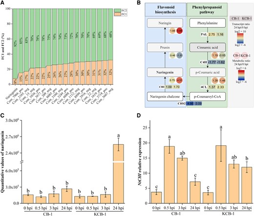 Ralstonia solanacearum infestation induces specific upregulation of naringenin content in KCB-1. A) Same differential metabolite content (FC2/FC1 ≥ 1.5) in CB-1_MD vs. CB-1_MA and KCB-1_MD vs. KCB-1_MA. FC1 represents the differential metabolite content ratio of CB-1_MD vs. CB-1_MA. FC2 represents the metabolite content ratio of KCB-1_MD vs. KCB-1_MA. B) Gene expression in the naringenin biosynthesis pathway and metabolite content. C) Naringin content in roots of KCB-1 and CB-1 at 0, 0.5, 3, and 24 hpi. D) Relative expression of the naringenin biosynthesis gene NtCHI by KCB-1 and CB-1 at 0, 0.5, 3, and 24 hpi. Letters between represent significant differences. hpi, hours post-infection, FC, fold change. Error bars represent standard deviation (Sd). Between letters represent significant differences (One-way ANOVA, P < 0.05).