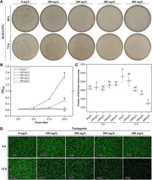Inhibitory activity of naringenin against R. solanacearum. A) Growth of Rs10-GFP2 in NB medium with different concentrations of naringenin. Images were digitally extracted for comparison. B) Growth rate of R. solanacearum at 0 to 24 h in different concentrations of naringenin. C) Number of Rs10-GFP2 at 0 and 12 h under different concentrations of naringenin treatment. D) Imaging of Rs10-GFP2 under fluorescence microscope at 0 and 24 h with different concentrations of naringenin treatment. Notes: hours post-infection (hpi). Fold change (FC). Error bars represent standard deviation (Sd). Between letters represent significant differences (One-way ANOVA, P < 0.05). OD, optical density.