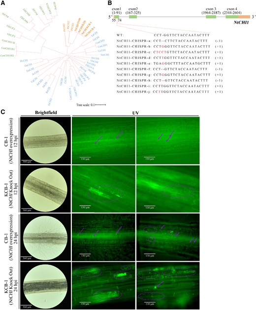 NtCHI knockdown and overexpression. A) Phylogenetic tree of CHI genes in each plant. B)NtCHI-CRISPR gene structure. C)NtCHI knockdown and overexpression materials. C)R. solanacearum in NtCHI knockdown and overexpression materials at 12 and 24 hpi. WT, wild type; hpi, hours post-infection.