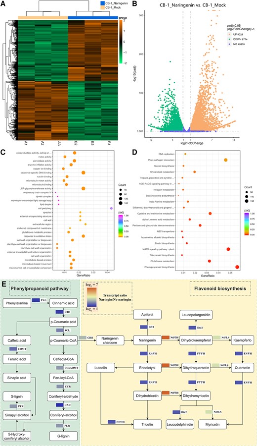 Naringenin activates the phenylpropane and flavonoid biosynthetic pathways of CB-1. A) Differential gene clustering of CB-1_Mock and CB-1_Naringenin. B) Volcano plot of up- and downregulated genes in CB-1_Mock vs. CB-1_Naringenin. C) GO enrichment analysis of CB-1_Mock vs. CB-1_Naringenin differential genes. D) KEGG enrichment analysis of CB-1_Mock vs. CB-1_Naringenin differential genes. E) Expression of genes related to phenylpropane and flavonoid biosynthesis pathways in CB-1_Mock and CB-1_Naringenin.