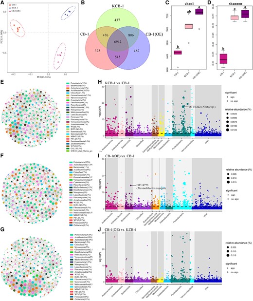 Inter-root bacterial communities of KCB-1, CB-1, and CB-1(OE). A) PCA analysis of KCB-1, CB-1, and CB-1(OE) inter-root bacterial communities. B) Venn diagram of the number of shared and exclusive OTUs of KCB-1, CB-1, and CB-1(OE) inter-root bacterial communities. C) Chao1 analysis plot of KCB-1, CB-1 and CB-1(OE) inter-root bacterial communities. D) Shannon analysis plot of KCB-1, CB-1, and CB-1(OE) inter-root bacterial communities. E) Network plot of the top 30 KCB-1 inter-root bacterial communities in abundance. F) Network plot of the top 30 CB-1 inter-root bacterial communities in abundance. G) Network plot of the top 30 CB-1 (OE) inter-root bacterial communities in abundance. H) Manhattan plot of OTUs enriched in KCB-1 inter-roots relative to CB-1. I) Manhattan plot of OTUs enriched in CB-1 (OE) inter-roots relative to CB-1. J) Manhattan plot of OTUs enriched in CB-1 (OE) inter-roots relative to KCB-1. The dashed line indicates the FDR-adjusted P-value significance threshold (P = 0.05). RA represents the relative abundance of OTU. PC, principal component; OE, overexpression.