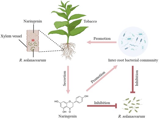 Network diagram of resistance mechanisms in cycad-resistant tobacco. After R. solanacearum blight infestation, resistant tobacco KCB-1 produces naringenin through the flavonoid biosynthesis pathway, which restricts the growth and colonization of R. solanacearum blight in the roots of KCB-1. Resistant tobacco KCB-1 affects the abundance of R. solanacearum in the environment by secreting naringenin into the environment. Naringenin secreted by KCB-1 into the environment can affect the inter-root bacterial community in KCB-1, leading to an increase in the abundance of some strains of bacteria that are antagonistic to R. solanacearum. And some strains can promote tobacco growth.