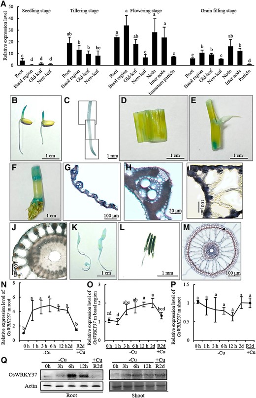 Expression pattern of OsWRKY37 in rice. A) Relative expression levels of OsWRKY37 in different tissues at different growth stages. Rice plant (ZH11) was grown in Yoshida solution until maturation, and different organs and tissues were sampled at different growth stages. The relative gene expression levels were the average means normalized using three internal standards (OsActin, OsHistone H3, and OsEFlα) and calculated using the 2−ΔΔCt method relative to the expression level of OsWRKY37 in panicle at grain filling stage. Data are means ± Sd of three biological replicates. Different letters indicate significant difference at P < 0.05 by Tukey HSD test. (B-l) Histochemical staining for GUS activity of ProWRKY37:GUS transgenic plant. Plants were grown hydroponically in Yoshida solution. B) Seeds after germination for 2 d. Primary root (C), leaf blade (D), leaf sheath (E), stem and node (F), and transverse sections of leaf blade (G), lamina joint (I), and node (J) at tillering stage. (H) The enlarged view of vascular bundle in (G). K) Immature panicles. L) Anther. Images (C), (J), and (L) are digitally extracted for comparison. Image (C) is a composite figure. M) In situ RT-PCR for the expression of OsWRKY37 in the root transverse section of 10-d-old rice seedlings (ZH11). N to Q) Time course response of OsWRKY37 to Cu deficiency and the recovery of Cu. 10-d-old seedlings of ZH11 were precultured with Yoshida solution for 1 wk, and transferred to Yoshida solution without Cu for 0, 1, 3, 6, 12 h, and 2 d, then resupplied with 0.15 μM Cu for 2 d (R2d). N to P) Relative expression levels of OsWRKY37 in root (N), basal region (O), and shoot (P). The relative gene expression levels were the average means normalized using three internal standards (OsActin, OsHistone H3, and OsEFlα) and calculated using the 2−ΔΔCt method relative to the expression level of OsWRKY37 at 0 h. Data are mean ± Sd of three biological replicates. Different letters indicate significant difference at P < 0.05 by Tukey HSD test. The statistical analyses described apply to all statistical analyses in all panels in this figure. Q) The protein levels of OsWRKY37 in root and shoot analyzed by western blot using its antibody. Actin was used as a reference protein.