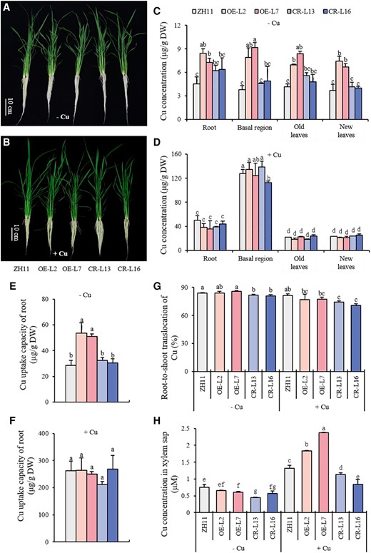 Growth phenotype and Cu status of OsWRKY37 overexpression lines and knockout mutants at tillering stage. Ten-d-old seedlings of OsWRKY37 overexpression lines (OE-L2 and OE-L7), knockout mutants (CR-L13 and CR-L16), and wild-type plant (ZH11) were grown in Yoshida solution with 0 μM Cu (−Cu) and 0.15 μM Cu (+Cu) until tillering stage. A, B) Growth phenotype. Images were digitally extracted for comparison. C, D) Cu concentration. E, F) Cu uptake capacity in root. G) Root-to-shoot translocation of Cu. H) Cu concentration in xylem sap. Data are mean ± Sd of three biological replicates. Different letters indicate significant difference at P < 0.05 by Tukey HSD test. The statistical analyses described apply to all statistical analyses in all panels in this figure.