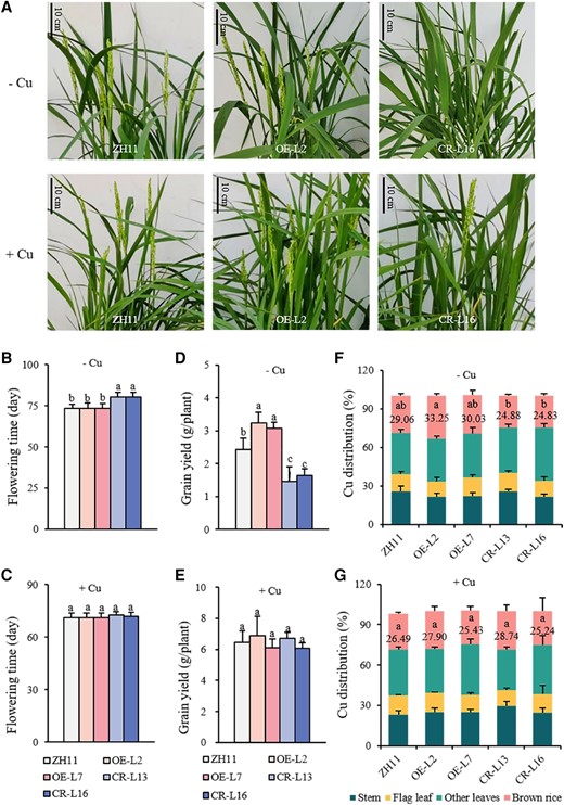 Growth phenotype and Cu status of OsWRKY37 overexpression lines and knockout mutants at reproductive stage. Twenty-d-old seedlings of OsWRKY37 overexpression lines (OE-L2 and OE-L7), knockout mutants (CR-L13 and CR-L16), and wild -ype plant (ZH11) were grown in Cu deficient soil supplied with 0 mg Cu/kg soil (−Cu) and 0.4 mg Cu/kg soil (+Cu) until maturation. A) Growth phenotype at flowering stage. B, C) Flowering time. D, E) Grain yield. F, G) Cu distribution at mature stage. Data are mean ± Sd of three biological replicates. Different letters indicate significant difference at P < 0.05 by Tukey HSD test. The statistical analyses described apply to all statistical analyses in all panels in this figure.