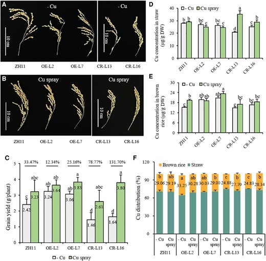 Grain yield and Cu status of OsWRKY37 overexpression lines and knockout mutants after Cu spraying. Twenty-d-old seedlings of OsWRKY37 overexpression lines (OE-L2 and OE-L7), knockout mutants (CR-L13 and CR-L16), and wild-type plant (ZH11) were grown in Cu deficient soil, and sprayed with 0.1% (w/v) CuSO4 (Cu spray) or water (−Cu) at heading stage. A, B) Spikelets. C) Grain yield. D, E) Cu concentration in straw (D) and brown rice (E). F) Cu distribution. Data are mean ± Sd of five biological replicates. Different letters indicate significant difference at P < 0.05 by Tukey HSD test. The statistical analyses described apply to all statistical analyses in all panels in this figure.