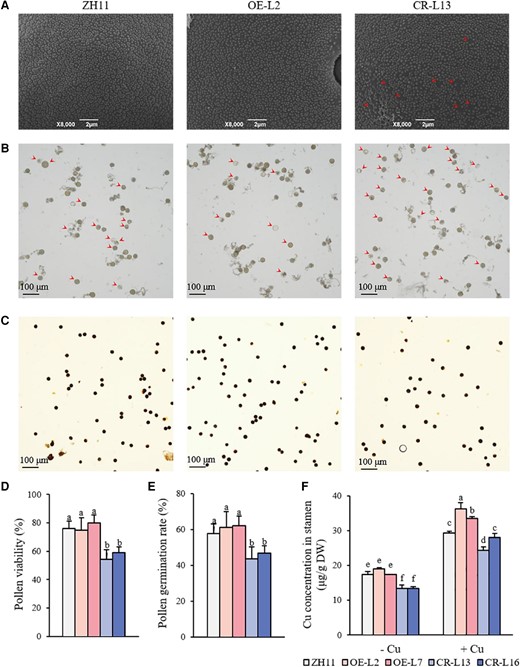 Pollen development in OsWRKY37 overexpression lines and knockout mutants. Ten-d-old seedlings of OsWRKY37 overexpression lines (OE-L2 and OE-L7), knockout mutants (CR-L13 and CR-L16), and wild-type plant (ZH11) were grown in Yoshida solution with 0 μM Cu (−Cu) and 0.15 μM Cu (+Cu) until flowering stage. Electron microscopic scanning of pollen grains (A), in vitro pollen germination (B), and pollen activity (C) of ZH11, OE-L2, and CR-L13 grown under −Cu condition. Arrowheads indicate the defective baculae and tectum structure on the pollen surface (A) and ungerminated pollens (B). Pollen viability (D) and pollen germination rate (E) of ZH11, OE-L2, OE-L2, CR-13, and CR-L16 grown under −Cu condition. F) Cu concentration in stamen. Data are mean ± Sd of three biological replicates. Different letters indicate significant difference at P < 0.05 by Tukey HSD test. The statistical analyses described apply to all statistical analyses in all panels in this figure.