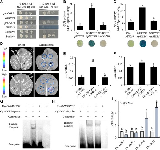 OsWRKY37 directly binds to the promoter region of OsCOPT6 and OsYSL16. A) Y1H assay for the interaction of OsWRKY37 with the promoter of OsCOPT6/OsYSL16 (proCOPT6/proYSL16). mCOPT6/mYSL16, the promoter of OsCOPT6/OsYSL16 with mutated W-box. Negative, co-transformation of pGADT7-p53 and pHIS2 into yeast as a negative control. Positive, co-transformation of pGADT7-p53 and pHIS2-p53 into yeast as a positive control. B, C) GUS staining and GUS activities co-expressing 35S:OsWRKY37 with proOsCOPT6: GUS (B) and proOsYSL16: GUS (C) in the leaves of N. benthamiana. EV, empty vector. D to F) Fluorescence imaging (D) and LUC activities co-expressing 35S:OsWRKY37 with proOsCOPT6: LUC (E) or proOsYSL16: LUC (F) in the leaves of N. benthamiana. 62-SK, empty vector. G, H) EMSA for the interaction of OsWRKY37 with OsCOPT6 (G) or OsYSL16 promoter (H). I) ChIP-qPCR analysis of OsWRKY37 binding to the promoter regions of OsCOPT1/2/6 and OsYSL16. OsCOPT1 and OsCOPT2 were used as negative controls. Data are mean ± Sd of six biological replicates. Different letters indicate significant difference at P < 0.05 by Tukey HSD test. The statistical analyses described apply to all statistical analyses in all panels in this figure.