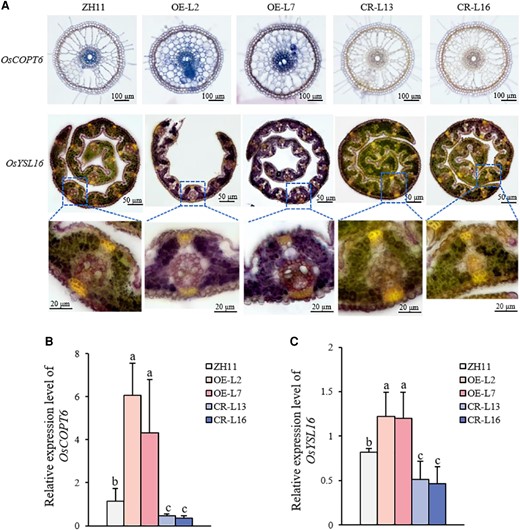 OsWRKY37 positively regulates the expression levels of OsCOPT6 and OsYSL16. A) In situ RT-PCR analyses for the expression of OsCOPT6 and OsYSL16 in OsWRKY37 overexpression lines (OE-L2 and OE-L7), knockout mutants (CR-L13 and CR-L16), and wild-type plant (ZH11). Staining indicates the presence of transcripts in roots and leaves, respectively. Ten-d-old seedlings were grown under −Cu condition for 1 wk. The transverse sections of roots and leaves were used for in situ RT-PCR. Bar = 100 μm. B, C) Relative expression levels of OsCOPT6 (B) and OsYSL16 (C) in OsWRKY37 overexpression lines (OE-L2 and OE-L7), knockout mutants (CR-L13 and CR-L16), and wild-type plant (ZH11). Ten-d-old seedlings were grown under −Cu (0 μM Cu) condition for 5 wk. The relative gene expression levels were normalized using an internal standard (OsActin) and calculated using the 2−ΔΔCt method relative to the expression level in ZH11. Data are mean ± Sd of three biological replicates. Different letters indicate significant difference at P < 0.05 by Tukey HSD test. The statistical analyses described apply to all statistical analyses in all panels in this figure.