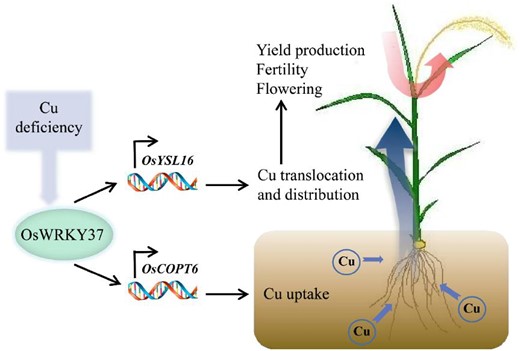 Working model of OsWRKY37 in rice plant. Transcription factor OsWRKY37 could directly bind to the promoter region of OsCOPT6 and OsYSL16, and activated their expression levels, thereby facilitated the uptake and root-to-shoot translocation of Cu, and distributed more Cu into stamen and grains, which was important for the pollen development, flowering, fertility, and grain yield in rice under Cu deficient condition.