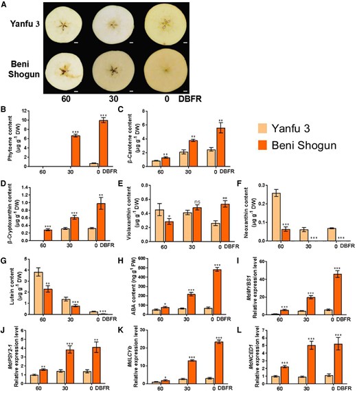 Identification of carotenoid compounds and carotenoid-related regulators in “Yanfu 3” and “Beni Shogun” fruits. A) Phenotypes of “Yanfu 3” and “Beni Shogun” fruits harvested at 60, 30, and 0 d before fruit ripening (DBFR). Scale bars, 1 cm. Fruit images were digitally extracted for comparison. B to H), Levels of the carotenoid compounds phytoene B), β-carotene C), β-cryptoxanthin D), violaxanthin E), neoxanthin F), and lutein G), and of ABA H) were measured using LC–MS/MS. I to L), Relative expression levels of MdMYBS1I), MdPSY2-1J), MdLCYbK), and MdNCED1L) were determined using RT-qPCR. At each harvesting time, 18 fruits were divided into 3 sets, each containing 6 fruits, and each set was considered to be 1 biological replicate. The data bars represent mean ± standard deviation. The error bars represent standard deviations of 3 independent biological replicates, and 6 fruits measured for each replicate. Asterisks indicate significant differences analyzed by Student's t-test (*P < 0.05, **P < 0.01, ***P < 0.001); ns, not significant.