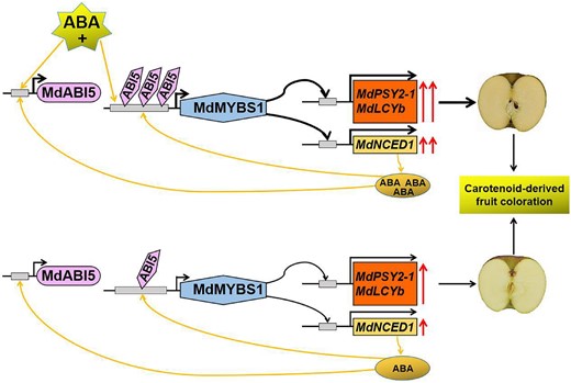 Proposed model for the roles of the MdABI5–MdMYBS1 cascade activated by ABA in regulating carotenoid-derived fruit coloration and ABA accumulation in apple. Carotenoid is the main factor influencing fruit flesh color. MdMYBS1 contributes to carotenoid accumulation via activating carotenogenic genes MdPSY2-1 and MdLCYb. MdMYBS1 enhances ABA accumulation by activating MdNCED1 expression. In addition, MdABI5 activates MdMYBS1 expression by binding its promoter to increase carotenoid and ABA accumulation. Furthermore, exogenous ABA promotes carotenoid biosynthesis and enhances MdMYBS1 and MdABI5 transcription by activating their promoter activities.
