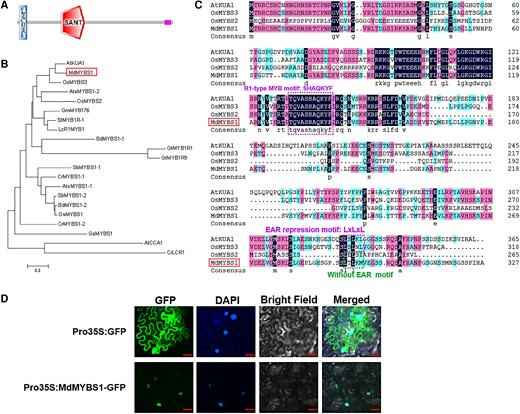 Characterization and subcellular localization of MdMYBS1. A) MdMYBS1 contains a central SANT/MYB DNA-binding domain and an ZnF_C2HC domain, determined on the SMART website (http://smart.embl-heidelberg.de/). B) Phylogenetic analysis of MdMYBS1 indicated that the amino acid sequence of MdMYBS1 was most similar to that of an Arabidopsis protein KUA1. The horizontal branch length represents the proportional to the estimated number of amino acids substitutions per residue (bar = 0.2 aa substitution per residue). Protein sequences of R1-type MYBs deposited in GenBank of NCBI were used to construct the phylogenetic tree are listed in Supplementary Table S4. C) The DNA-binding region of MdMYBS1 includes a conserved SHAQKYF motif of R1-type MYB TFs like AtKUA1, OsMYBS3, and OsMYBS2. AtKUA1 and OsMYBS3 contain an EAR motif (LxLxL), and MdMYBS1 and OsMYBS2 without the EAR motif. D) The MdMYBS1-GFP fusion protein derived from the 35S promoter (Pro35S:MdMYBS1-GFP) and the control 35S:GFP were transiently expressed in N. benthamiana leaves. DAPI was used to stain the nucleus. The fluorescent images were observed and obtained using confocal microscopy. Scale bars = 50 μm.