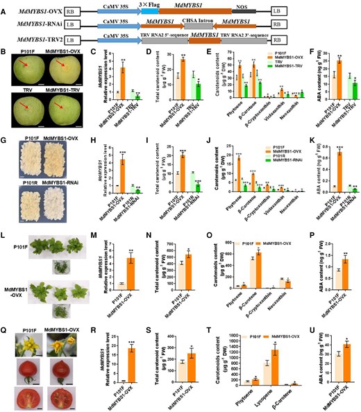 MdMYBS1 promotes carotenoid biosynthesis and endogenous ABA accumulation in transient transgenic apple fruits, transgenic apple calli and plants, and tomato fruits. A) T-DNA region of the vectors MdMYBS1-OVX, MdMYBS1-RNAi, and MdMYBS1-TRV2 used for transformation. B)MdMYBS1 was overexpressed (MdMYBS1-OVX) and silenced (MdMYBS1-TRV) in transient transgenic “Granny Smith” apple fruits. P101F or TRV transient transgenic apple fruits transformed with empty vector PRI101-flag or pTRV2. Scale bars, 1 cm. Fruit images were digitally extracted for comparison. C to F) Levels of MdMYBS1 expression, total carotenoid, phytoene, β-carotene, β-cryptoxanthin, violaxanthin, neoxanthin, and ABA in transient transgenic apple fruits. G)MdMYBS1 was overexpressed and silenced (MdMYBS1-RNAi) in apple calli. P101F or P101R transgenic apple calli transformed with empty vector PRI101-flag or PRI101-AN. Scale bars, 1 cm. H to K) Levels of MdMYBS1 expression, total carotenoid, phytoene, -carotene, β-cryptoxanthin, violaxanthin, neoxanthin, and ABA in transgenic apple calli. L)MdMYBS1 was overexpressed in apple plants. M to P) Levels of MdMYBS1 expression, total carotenoid, phytoene, β-carotene, β-cryptoxanthin, neoxanthin, and ABA in transgenic apple leaves. Q) MdMYBS1 was heterologously overexpressed in tomato fruits. Scale bars, 1 cm. R to U) Levels of MdMYBS1 expression, total carotenoid, phytoene, lycopene, β-carotene, and ABA in transgenic tomato fruits. The data bars represent mean ± standard deviation and the error bars represent standard deviations of 3 independent biological replicates. Asterisks indicate significant differences analyzed by Student's t-test (*P < 0.05, **P < 0.01, ***P < 0.001); ns, not significant.