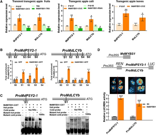 MdMYBS1 promotes the transcription of the carotenoid biosynthetic genes MdPSY2-1 and MdLCYb. A) Expression levels of MdPSY2-1 and MdLCYb in MdMYBS1-overexpressing (MdMYBS1-OVX) or MdMYBS1-silenced (MdMYBS1-RNAi or MdMYBS1-TRV) apple fruits, calli, and leaves. P101F, P101R, or TRV transgenic lines transformed with empty vector PRI101-flag, PRI101-AN or pTRV2. B) ChIP-PCR showing that MdMYBS1 binds to the promoters of MdPSY2-1 and MdLCYb containing the major motif TTATC(YD) or (HY)TATCCA in vivo. Five regions (S0–S4) in MdPSY2-1 and 5 regions (S0–S4) in MdLCYb were investigated. C) EMSA of MdMYBS1 direct binding to the TTTATCTA motif of the MdPSY2-1 promoter, and the CTTATCCA motif of the MdLCYb promoter. D) Dual-LUC assay showing that MdMYBS1 positively regulates MdPSY2-1 and MdLCYb promoter activity. The data bars represent mean ± standard deviation and the error bars represent standard deviations of 3 independent biological replicates. Asterisks indicate significant differences analyzed by Student's t-test (*P < 0.05, **P < 0.01, ***P < 0.001); ns, not significant.