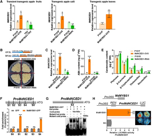 MdMYBS1 promotes the transcription of the ABA biosynthetic gene MdNCED1. A) Expression levels of MdNCED1 in MdMYBS1-overexpressing (MdMYBS1-OVX) or MdMYBS1-silenced (MdMYBS1-RNAi or MdMYBS1-TRV) apple fruits, calli, and leaves. P101F, P101R, or TRV transgenic lines transformed with empty vector PRI101-flag, PRI101-AN, or pTRV2. B)MdNCED1 was overexpressed (MdNCED1-OVX) and silenced (MdNCED1-RNAi) in apple calli. P101F or P101R transgenic apple calli transformed with empty vector PRI101-flag or PRI101-AN. C to E) Levels of MdNCED1 expression, ABA, phytoene, β-carotene, β-cryptoxanthin, violaxanthin, and neoxanthin in transgenic apple calli. F) ChIP-PCR showing that MdMYBS1 binds to the MdNCED1 promoter containing the major motif TTATC(YD) or (HY)TATCCA in vivo. Five regions (S0 to S4) in MdNCED1 were investigated. G) EMSA of MdMYBS1 direct binding to the ATTATCCT motif of the MdNCED1 promoter. H) Dual-LUC assay showing that MdMYBS1 positively regulates the MdNCED1 promoter activity. The data bars represent mean ± standard deviation and the error bars represent standard deviations of 3 independent biological replicates. Asterisks indicate significant differences analyzed by Student's t-test (*P < 0.05, **P < 0.01, ***P < 0.001); ns, not significant.