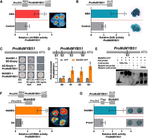 The MdMYBS1 promoter was activated by exogenous ABA and MdABI5. A) Dual-LUC assay showing that the relative LUC/REN activity of the MdMYBS1 promoter increased significantly in N. benthamiana leaves under 0.5 mM ABA treatment compared to the control (ddH2O treatment). B) GUS assay showing that the relative GUS activity of the MdMYBS1 promoter increased significantly in transgenic apple calli under 30 µM ABA treatment compared to the control. C) Y1H assay confirming that MdABI5 binds to the MdMYBS1 promoter. D) ChIP-PCR confirming that MdABI5 binds to the promoter of MdMYBS1 containing the major ABRE motif in vivo. Four regions (S0 to S3) in MdMYBS1 promoter were investigated. E) EMSA confirming that MdABI5 directly binds to the ABRE motif TACGTG (S3) in the MdMYBS1 promoter. F and G) Dual-LUC assay (F) and GUS activity assay (G) showing that MdABI5 positively regulates MdMYBS1 promoter activity. The data bars represent mean ± standard deviation and the error bars represent standard deviations of 3 independent biological replicates. Asterisks indicate significant differences analyzed by Student's t-test (*P < 0.05, **P < 0.01); ns, not significant.