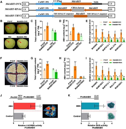 MdABI5 promotes carotenoid and ABA accumulation and responds to ABA. A) T-DNA region of the vectors MdABI5-OVX, MdABI5-RNAi, and MdABI5-TRV2 used for transformation. B)MdABI5 was overexpressed (MdABI5-OVX) and silenced (MdABI5-TRV) in transient transgenic “Granny Smith” apple fruits. P101F or TRV transient transgenic apple fruits transformed with empty vector PRI101-flag or pTRV2. Fruit images were digitally extracted for comparison. Scale bars, 1 cm. C and D) Levels of total carotenoid and ABA in transient transgenic apple fruits. E) Expression levels of MdABI5, MdMYBS1, MdPSY2-1, MdLCYb, and MdNCED1 in transient transgenic apple fruits. F)MdABI5 was overexpressed and silenced (MdABI5-RNAi) in apple calli. P101F or P101R transgenic apple calli transformed with empty vector PRI101-flag or PRI101-AN. G and H) Levels of total carotenoid and ABA in transgenic apple calli. I) Expression levels of MdABI5, MdMYBS1, MdPSY2-1, MdLCYb and MdNCED1 in transgenic apple calli. J) Dual-LUC assay showing that the relative LUC/REN activity of the MdABI5 promoter significantly increased in N. benthamiana leaves under 0.5 mM ABA treatment compared to the control. K) GUS assay showing that the relative GUS activity of the MdABI5 promoter significantly increased in transgenic apple calli under 30 µM ABA treatment compared to the control. The data bars represent mean ± standard deviation and the error bars represent standard deviations of 3 independent biological replicates. Asterisks indicate significant differences analyzed by Student's t-test (*P < 0.05, **P < 0.01).
