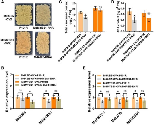 MdABI5–MdMYBS1 cascade regulates carotenoid and ABA accumulation. A) The phenotypes of MdABI5-OVX apple calli with silencing of MdMYBS1 (MdMYBS1-RNAi) and MdMYBS1-OVX apple calli with silencing of MdABI5 (MdABI5-RNAi). Scale bars, 1 cm. B) Transcription levels of MdABI5 and MdMYBS1 in transgenic apple calli. C and D) Total carotenoid content and ABA content in transgenic apple calli. E) Expression levels of MdPSY2-1, MdLCYb, and MdNCED1 in transgenic apple calli. The data bars represent mean ± standard deviation and the error bars represent standard deviations of 3 independent biological replicates. Asterisks indicate significant differences analyzed by Student's t-test (*P < 0.05); ns, not significant.
