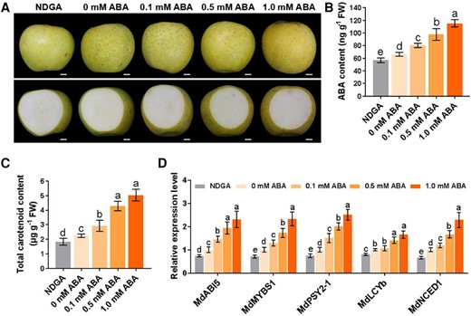 Exogenous ABA promotes carotenoid accumulation in apple fruit. A) “Orin” apple fruits were treated with different concentrations (0, 0.1, 0.5, and 1 mM) of exogenous ABA; 0.5 mM nordihydroguaiaretic acid (NDGA) was used as an ABA inhibitor. Fruit images were digitally extracted for comparison. Scale bars, 1 cm. B and C) Levels of ABA B) and total carotenoid content C) in treated fruit flesh. D) The relative expression levels of MdABI5, MdMYBS1, MdPSY2-1, MdLCYb, and MdNCED1 in treated fruit flesh. The data bars represent mean ± standard deviation and the error bars represent standard deviations of 3 independent biological replicates. Different letters represent significant differences at P < 0.05 by a Tukey's multiple range test using one-way ANOVA.