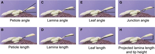 A visual representation of measurements conducted by the script, based on key orientation points: the rosette center, the petiole, and lamina tip. Adapted from (Oskam et al. 2024), Figure 2.