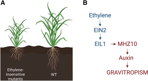 Ethylene mediated regulation of root angle by regulation of auxin. A) Ethylene-insensitive mutants have shallower root crown with larger root angles compared to wild type. B) Ethylene accumulation in plants leads to activation of ethylene signaling pathway through EIN2 and EIL1, which then activates MHZ10, an auxin biosynthesis gene. In turn, auxin regulates gravitropism response of the root system.