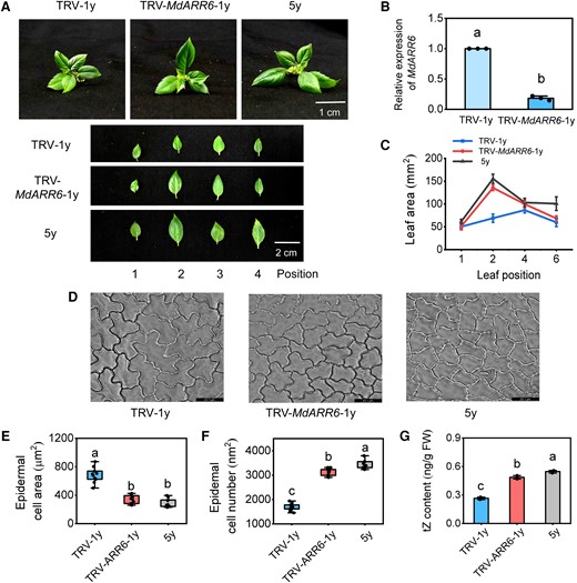 MdARR6 is involved in the CK-dependent regulation of leaf size in apple. A) The phenotype difference between TRV-MdARR6 plants and TRV plants after 30 d. TRV, tobacco rattle virus. Scale bars = 1 cm. B) Relative expression levels of MdARR6 in leaves. C) The leaf area. D) Microscopic observation of adaxial epidermal cells. Scale bar = 23.1 μm. E, F) The area and number of adaxial epidermal cells. Data are means ± Sd (n = 10). G) Endogenous tZ content in leaves. FW, fresh weight. Center line, median; box limits, upper and lower quartiles; whiskers, 1.5× interquartile range; points, outliers. Data are means ± Sd (n = 3). Values with different letters are significantly different according to 1-way ANOVA followed by Tukey's test (P < 0.05).