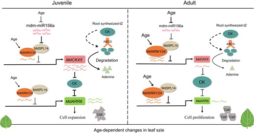 A model showing the molecular mechanism of mdm-miR156a–MdSPL14–MdWRKY24 module integrates CK to regulate the age-dependent changes in leaf size during the vegetative phase change in apple. CK, cytokinin; tZ, trans-zeatin; ABCG, ATP-binding cassette G. The larger the font, the higher the expression level. Black arrows indicate promotion, while black blunts represent inhibition. The thickness of black arrows indicates the strength of the effect of inhibition. Wavy line indicates the expression levels of genes; the more the line, the higher the expression level. The curved arrow represents the degradation of CK by MdCKX5. The dashed arrow represents the transport from the roots to leaves, which remains to be further experimentally confirmed.