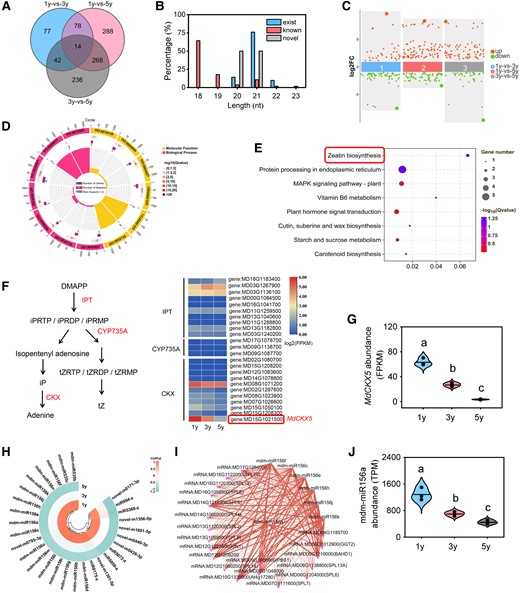 Sequencing analysis of transcriptome and small RNAs for 1y, 3y, and 5y tissue-cultured apple plants. A) Venn diagram analysis of the DEGs. B) A bar chart shows the length distribution of the identified small RNAs. C) Scatter diagram analysis of the DEMs. D) GO enrichment analysis of DEGs for profile 0. Cycle 1 (Cy1, the outermost cycle) shows 20 enriched GO terms. Cycle 2 (Cy2, the secondary outer cycle) shows the number of DEGs corresponding to GO Classify2. The color of the rectangles below the number indicates the q value (−log10). Cycle 3 (Cy3, the subinternal cycle) shows the number of upregulated and downregulated genes corresponding to GO Classify2. Cycle 4 (Cy4, the innermost cycle) shows the enriched terms in GO Classify2, which includes terms in the biological process and molecular function categories. E) KEGG pathway enrichment analysis of DEGs in profile 0. The size of the dots indicates the number of significant DEGs associated with each KEGG term. The color of the dots indicates false discovery rate (FDR)-corrected P values. FDR ≤ 0.05 as a threshold. Pathways meeting this condition were defined as significantly enriched pathways in DEGs by multiple-testing procedure. F) Schematic models for the zeatin biosynthesis pathway. DMAPP, dimethylallyl diphosphate; iPRTP, isopentenyladenosine-5′-triphosphate; iPRDP, isopentenyladenosine-5′-diphosphatei; iPRMP, N6-(delta2-isopentenyl)-adenosine 5′-monophosphate; tZRTP, trans-zeatin riboside triphosphate; tZRDP, trans-zeatin riboside diphosphate; tZRMP, trans-zeatin riboside monophosphate. Enzymes encoded by genes were marked in red, and the heatmaps show log2 (FPKM) values of each DEG. FPKM reflects the level of gene expression. Fold change ≥ 2 and P < 0.05. G) Expression patterns of MdCKX5 for 1y, 3y, and 5y tissue-cultured apple plants. Data are means ± Sd (n = 3). H) Expression patterns of DEMs for profile 0. I) Regulatory networks of DEMs and their predicted targets. Purple corresponds to miRNAs, and red corresponds to genes. The size of dots in the networks was proportional to the number of miRNAs and genes. J) Expression patterns of mdm-miR156a for 1y, 3y, and 5y tissue-cultured apple plants. TPM, transcript per million. Data are means ± Sd (n = 3). Values with different letters are significantly different according to 1-way ANOVA followed by Tukey's test (P < 0.05).