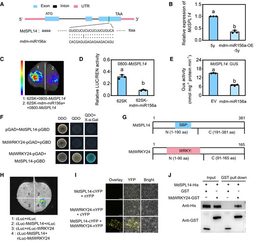 MdSPL14 is the direct target of mdm-miR156a. A) Sequence alignment of mdm-miR156a complementary sequences of MdSPL14 and schematic diagrams of the mdm-miR156a cleavage site in MdSPL14 transcripts. B) The relative expression levels of MdSPL14 in 5y and mdm-miR156-OE-5y leaves. Data are means ± Sd (n = 3). Values with different letters are significantly different according to 1-way ANOVA followed by Tukey's test (P < 0.05). C, D) LUC assay showing the suppression of mdm-miR156a on MdSPL14 in N. benthamiana. E) GUS staining assay showing that mdm-miR156a inhibits MdSPL14 expression in N. benthamiana. EV, empty vector. Data are means ± Sd (n = 3). Values with different letters are significantly different according to 1-way ANOVA followed by Tukey's test (P < 0.05). F) Y2H assay showing that MdSPL14 interacts with MdWRKY24 in yeast cells. DDO (double dropout supplements), SD medium without leucine and tryptophan; QDO (quadruple dropout supplements), SD medium without leucine, tryptophan, histidine, and adenine. G) Diagram of MdSPL14 and MdWRKY24 domain constructs. The blue and pink boxes indicated the conserved SBP and WRKY domains, respectively. H) Luciferase complementarity assay showing that fluorescence signal was only observed in sites coinjected with MdSPL14-Cluc and MdWRKY24-Nluc. I) BiFC assay showing that MdSPL14 interacts with MdWRKY24 in the nucleus and cell membranes. Scale bar = 77.3 μm. J) Pull-down assay showing that MdSPL14-His could be captured by MdWRKY24-GST.