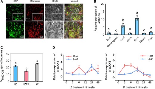 In vitro and in vivo enzyme activities of MdCKX5. A) Subcellular localization of MdCKX5-eGFP fusion protein in N. benthamiana leaves. B) Relative expression levels of MdCKX5 in different apple tissues. C) In vitro CKX activity assay of recombinant GST-MdCKX5. iP, isopentenyladenine; tZ, trans-zeatin; tZTR, zeatin riboside. D) Expression of MdCKX5 in leaves and roots following 10 μM tZ and iP treatment. Data are means ± Sd (n = 3). Values with different letters are significantly different according to 1-way ANOVA followed by Tukey's test (P < 0.05).