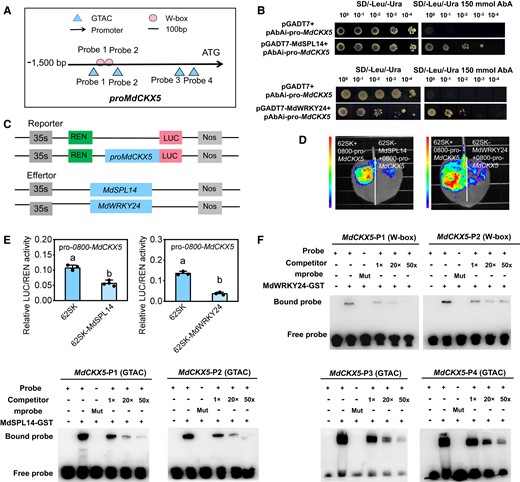 MdSPL14 and MdWRKY24 directly repress the expression of MdCKX5. A)MdCKX5 promoter sequence analysis reveals the presence of GTAC and W-box-binding elements. B) Y1H assay indicating that MdSPL14 and MdWRKY24 can bind to the MdCKX5 promoter in yeast cells. C) Schematic diagram of the constructed reporter and effector vectors. D, E) LUC assay indicating that MdSPL14 and MdWRKY24 inhibit the MdCKX5 promoter activity in N. benthamiana, respectively. Data are means ± Sd (n = 3). Values with different letters are significantly different according to 1-way ANOVA followed by Tukey's test (P < 0.05). F) EMSA confirming that MdSPL14 and MdWRKY24 bind to the MdCKX5 promoter in vitro, respectively. The probe was a biotin-labeled fragment of the MdCKX5 promoter, whereas the competitor probe was an unlabeled probe (10-, 50-, and 50-fold molar excess). The “+” represents the presence of relevant probes or proteins, and “-” represents the absence of relevant probes or proteins. “Mut” represents mutant probes with core sequences.